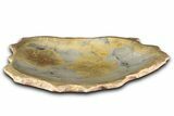 Polished Fossil Coral (Actinocyathus) Dish - Morocco #348548-1